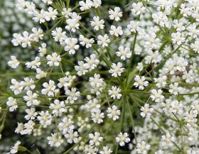 Közönséges sarlófű - Sarlós bolonyik - Falcaria vulgaris, Falcaria vulgaris, etnobotanika
